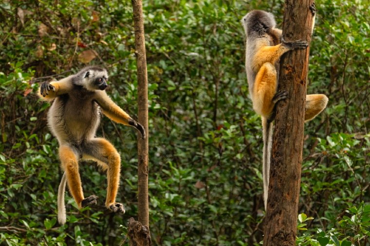 140 Andasibe Mantadia NP, diadeemsifaka.jpg